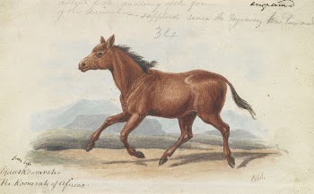 The Koomrah Horse by Charles | Free Photo - rawpixel
