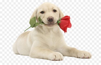 The labrador retriever Puppy Kitten - golden retriever 