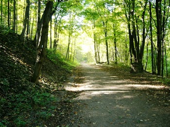 The lane.JPG