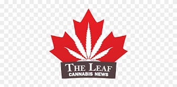 The Latest Harper Conservative To Join Canada's Cannabis - Maple Leaf Canada Day