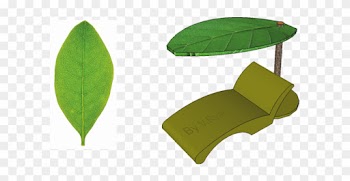 The Leaf Is The Ideal Shape For Creating Shade And - The Leaf Is The Ideal Shape For Creating Shade And