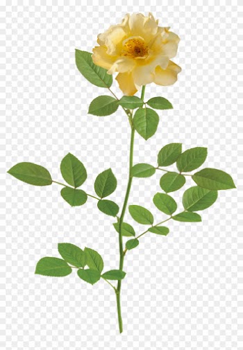 The Lemon Drift® Rose - Hd Small Rose Png