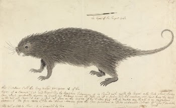 The Long-tailed Porcupine by George | Free Photo - rawpixel