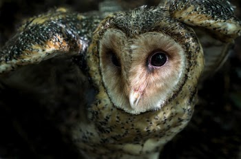 The Masked Owl is closely related to the Barn Owl.