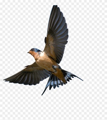 The Meaning And Symbolism Of The Word - Barn Swallow In Flight