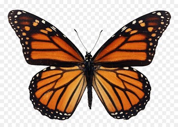 The Monarch Butterfly Milkweed butterflies Caterpillar - kepenek illustration 