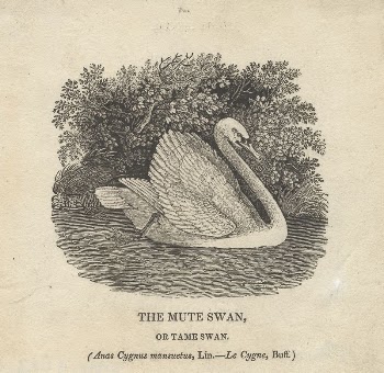 "The Mute Swan" or "Tame | Free Photo - rawpixel