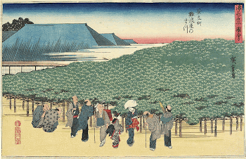 The Naniwaya Pine in Adachi-chōOriginal | Free Photo - rawpixel