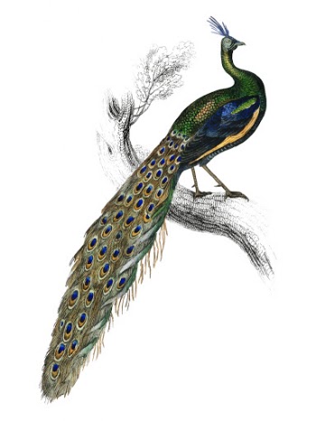 The Naturalist’s Library by Sir William Jardine (1836), a majestic male peafowl portrait. Digitally enhanced by rawpixel.