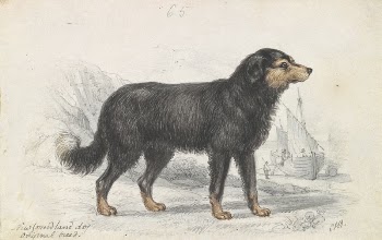 The Newfoundland Dog, Original Breed | Free Photo - rawpixel