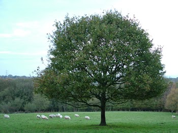 The_Oak_tree.jpg