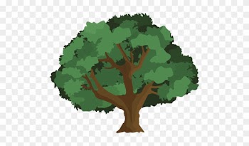 The Oak Tree Service - Types Of Chestnut Trees