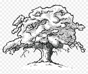 The Old Oak Tree Edenbray - Scarlet Oak Tree Drawing