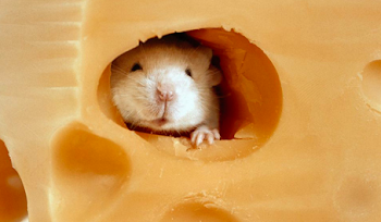 The other Breaking News from Switzerland: Swiss Cheese Holes ...