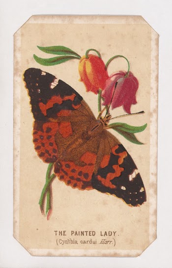 The Painted Lady butterfly card | Free Photo - rawpixel