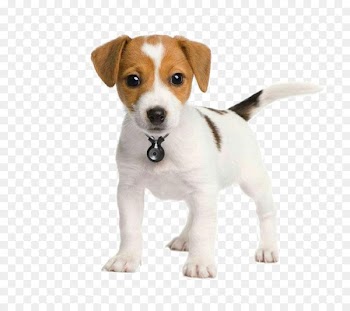 The Parson and Jack Russell terriers Parson Russell Terrier Puppy - Pet Puppy 