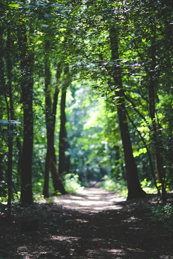 The path among the trees