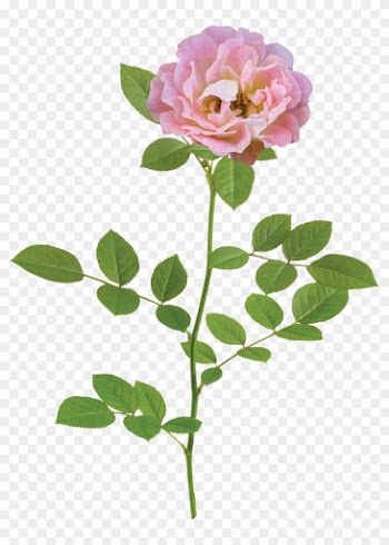 The Peach Drift® Rose - Natural Flower Png