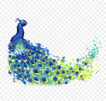 The Peacock Feather Peafowl Drawing Watercolor painting Illustration - Watercolor Peacock 