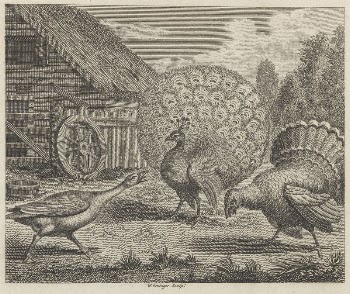 The Peacock, the Turkey, and | Free Photo - rawpixel