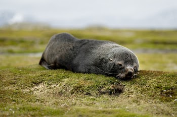 The Photo was taken during a ship expedition