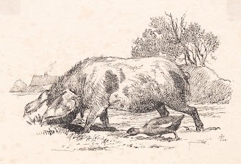 The pig and duck by Johan | Free Photo - rawpixel