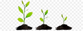 The Power of Habit Life Plant stem Plants -  