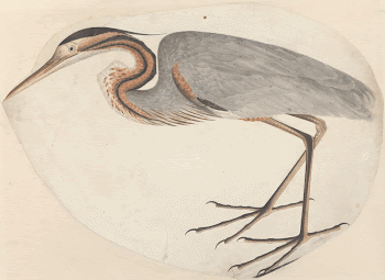 The Purple Heron painting in high | Free Photo - rawpixel