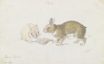 The Rabbit by Charles Hamilton | Free Photo - rawpixel