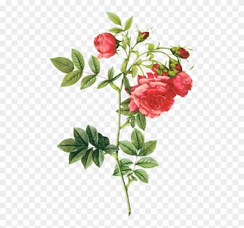 The Raphael Of Flowers Pierre-joseph Redoute - Pierre Joseph Redoute Rose Png