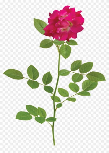 The Red Drift® Rose - Natural Flower Png
