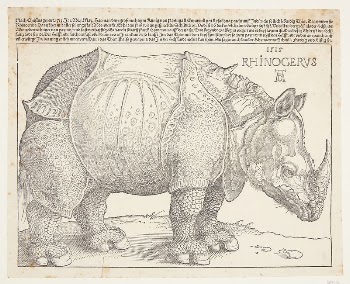 The rhinoceros by Albrecht Dürer | Free Photo - rawpixel