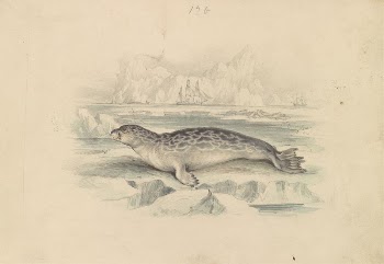 The Ringed Seal | Free Photo - rawpixel