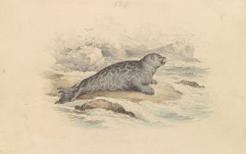 The Ringed Seal | Free Photo - rawpixel
