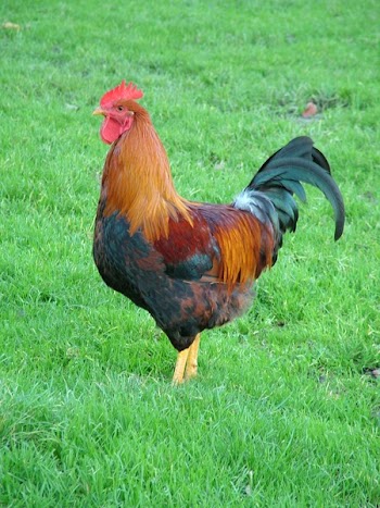 The_Rooster.jpg