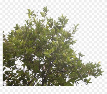 The Rose Apple Tree By Blur Stock - Rose Apple Tree Png