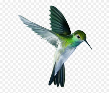 The Ruby-throated Hummingbird Flight - The Ruby-throated Hummingbird Flight