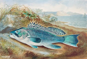 The Sea Bass chromolithograph (1879) by Samuel Kilbourne. Original fro.. | Free public domain illustration - 2333159