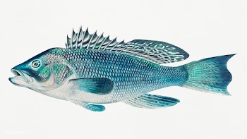 The Sea Bass chromolithograph (1879) by Samuel Kilbourne. Original fro.. | Free public domain illustration - 2337571