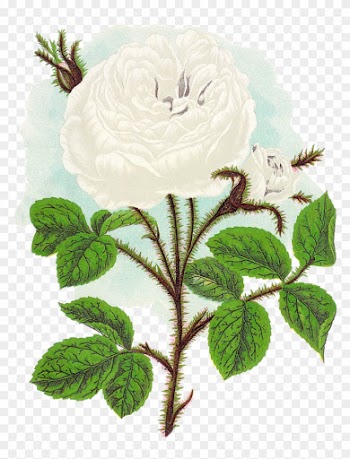 The Second Digital Flower Clip Art Is Of The White - Rose