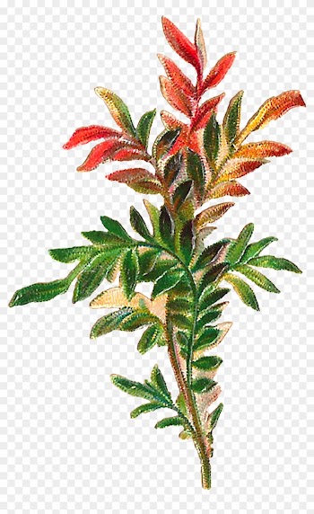 The Second Digital Leaves Download Is Also Designed - The Second Digital Leaves Download Is Also Designed