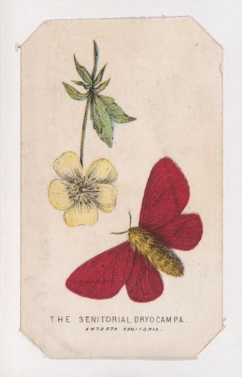 The Senitorial Dryocampa moth card | Free Photo - rawpixel