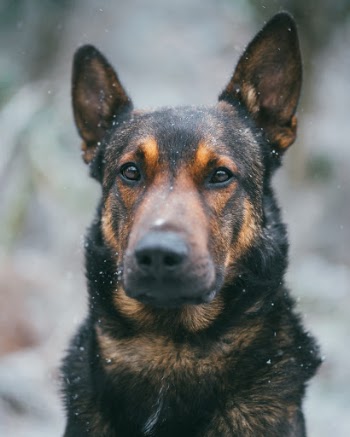 The shepherd’s glance
