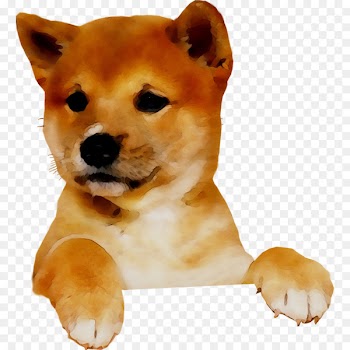 The Shiba Inu Akita Norwegian buhund Puppy -  
