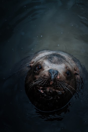 The Sivuch, or eared seal, is very impressive in size, which is why Steller, a biologist, when describing an animal, gave it the name "sea lion".  Similarity to the king of the savannah is attached to the sea lion by the guard hairs, growing on the back of the neck and shoulders like the mane, and a powerful roar in the bass.