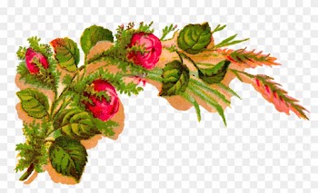 The Soft Colors Make It A Lovely Flower Download - Garden Roses