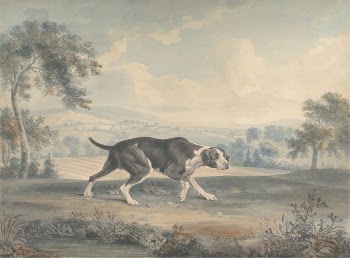 The Spanish Pointer | Free Photo - rawpixel