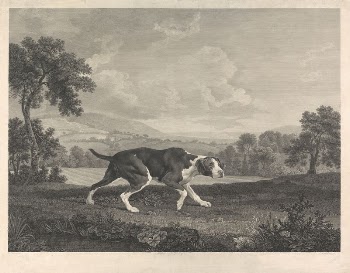 The Spanish Pointer | Free Photo - rawpixel