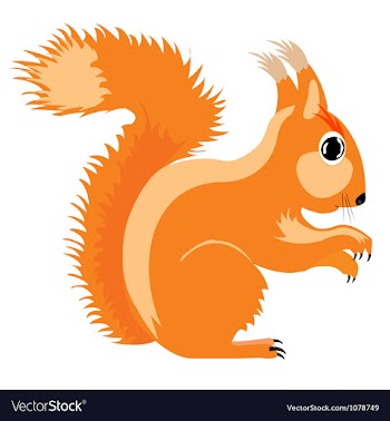 The squirrel vector image