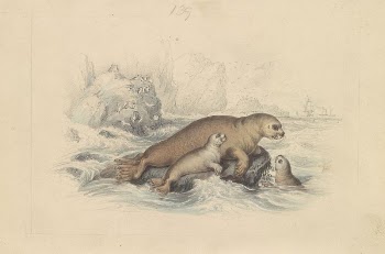 The Steller Sea Lion | Free Photo - rawpixel